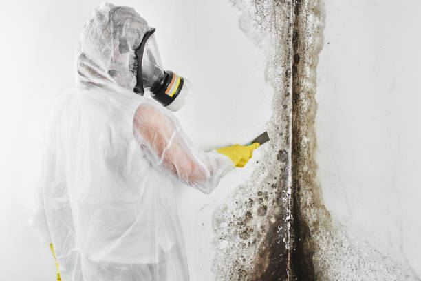 Best Mold Removal Near Me  in Calhoun City, MS