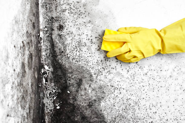 Best Toxic Mold Removal  in Calhoun City, MS