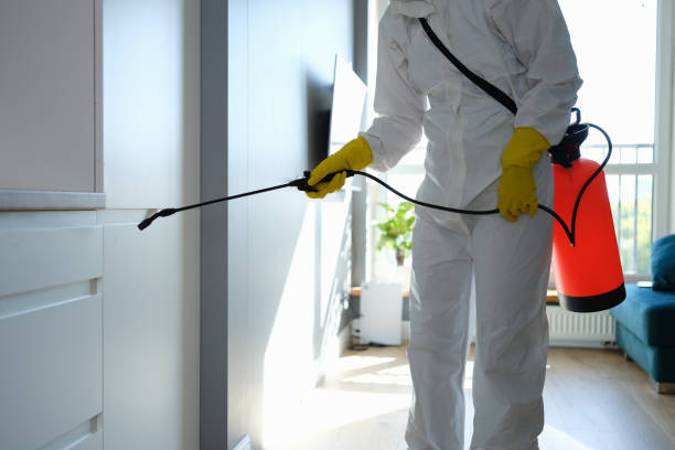 Best Mold Remediation Services  in Calhoun City, MS