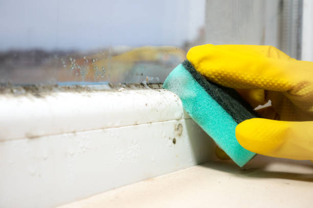 Best Crawl Space Mold Removal  in Calhoun City, MS
