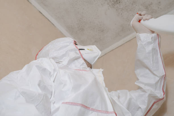 Best Black Mold Removal  in Calhoun City, MS