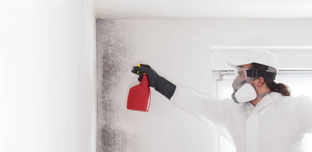 Trusted Calhoun City, MS Mold Removal Experts