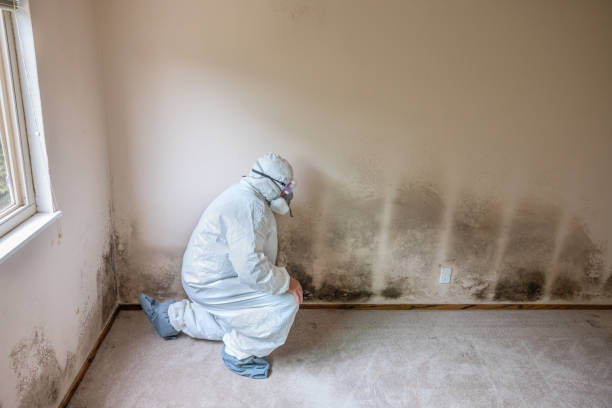 Best Same-Day Mold Removal  in Calhoun City, MS